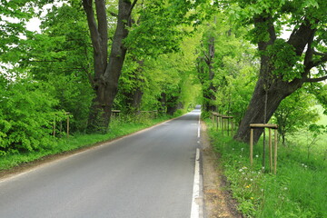 Rural road with avenue of linden trees in the summer season