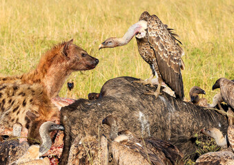 A Ruppell's Griffon Vulture faces off a Spotted Hyaena on a buffalo carcass in the Maasai Mara.