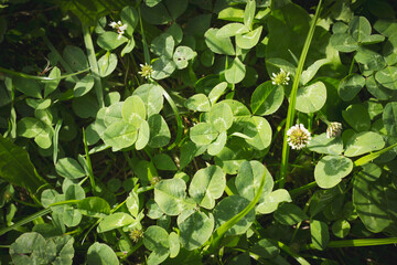 Grass and clover in the meadow