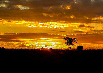 Two Lions silhouetted against a beautiful Kenyan sunset