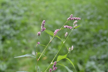 The medicinal plant Polygonum hydropiper blooms in the garden.