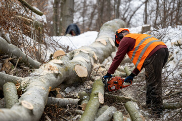 A lumberjack working in the forest in winter. The Carpathian Mountains, Poland.