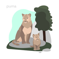 North American Wild Animals