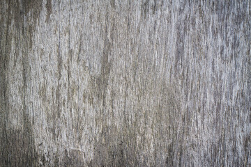 Fototapeta premium Structure of wood fibers Wooden texture