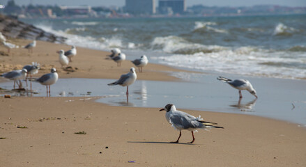 Seagulls on the sand of the sea beach in summer light. Creative natural background: seascape with seagulls