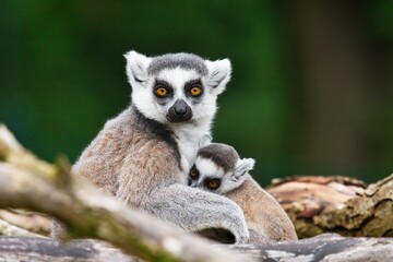 Ring-Tailed lemurs (Lemur catta) close up image