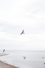 Seagulls fly in the sky over the sea. Birds in the sky. Wallpaper. Abstract BLURED photo.