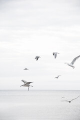 Seagulls fly in the sky over the sea. Birds in the sky. Wallpaper. Abstract BLURED photo.