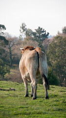 Vaca marrón de espaldas en pradera verde