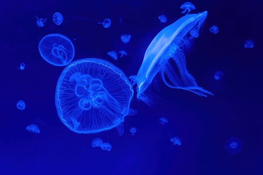 Closeup of beautiful jellyfish in aquarium