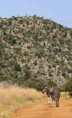 Fototapeta premium Zebra, Pilanesberg