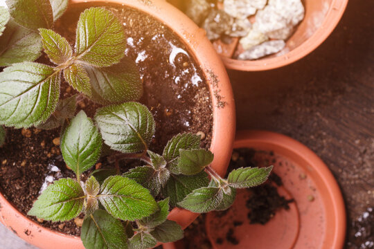 Transplant flower achimenes