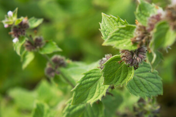 Mint plant on the background of the field closeup