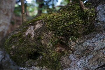 is the moss on the tree, is a pretty good nature wallpaper