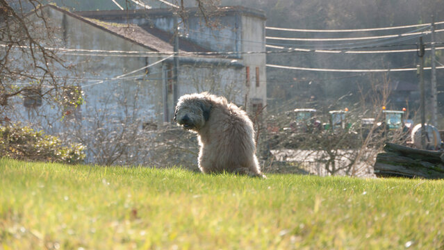 Perro pastor haci&eacute;ndo caca en un parque de hierba