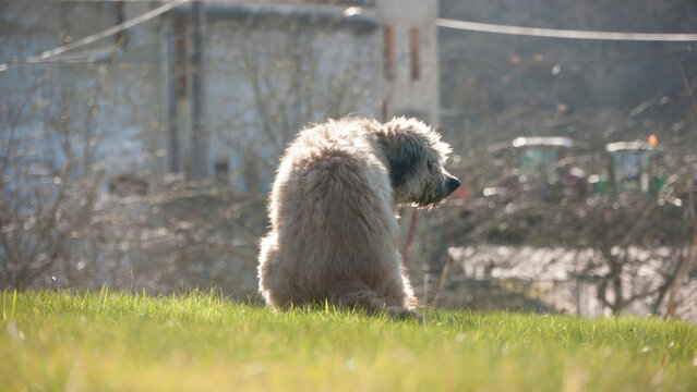 Perro pastor haci&eacute;ndo caca en un parque de hierba