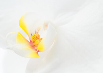 Fototapeta na wymiar Orchid abstract background closeup