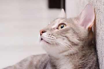 Grey cat closeup