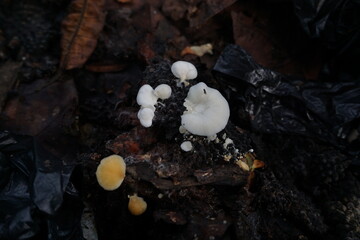 photo of small white and yellow mushrooms growing on pieces of rotting fruit on the ground, many leaves and blackened fruit can be seen