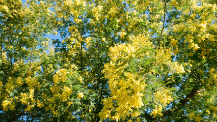Flores amarillas  en árbol  de mimosa 
