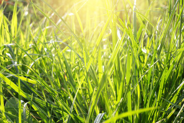 Green fresh grass closeup background nature