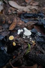 photo of small white and yellow mushrooms growing on pieces of rotting fruit on the ground, many leaves and blackened fruit can be seen