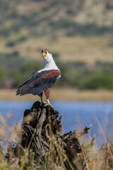 African Fish Eagle, Pilanesberg National Park