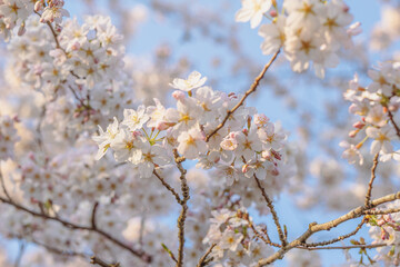 Kwitnące na wiosnę drzewo wiśniowe, pąki kwiatów, może być użyte jako tło