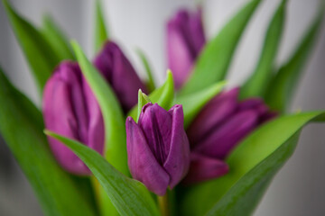Bouquet of purple tulips on a white background, isolated with copy space.