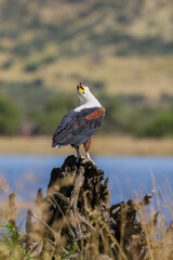 African Fish Eagle, Pilanesberg National Park