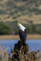 African Fish Eagle, Pilanesberg National Park