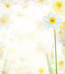 Daffodil flowers.  Abstract, floral, bokeh background. Illustration.