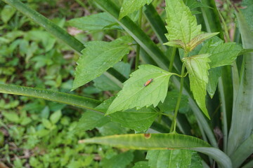 photo of an insect perched on a leaf with a blur background, a small insect with an orange motif with the name cicadellidae