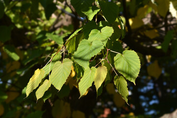 Handkerchief tree