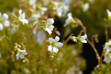 Saxifrage Findling