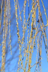 Fototapeta premium Golden Weeping Willow
