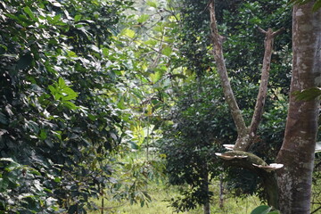 a photo of part of a large tree that has a wide white fungus living on the trunk of the tree