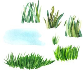 Collection of green juicy grass isolated on a white background. Handmade watercolor botanical drawing for design on the theme of nature, biology and summer.