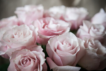 flower wall. background of flowers. large buds of pink roses in an expensive bouquet. close-up of a bouquet of huge pink roses on a light background