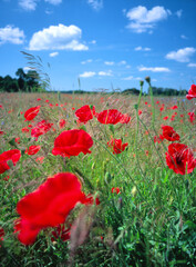 field of blooming poppies