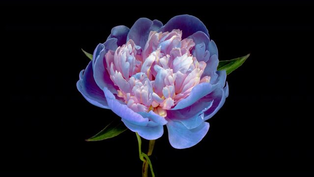 Beautiful blue peony flower blooming on black background. Mothers Day concept. Holiday, love, birthday design backdrop