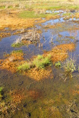 晩秋の青空を映す朝の水溜まりのある湿地風景