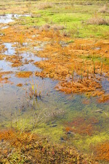 晩秋の青空を映す朝の水溜まりのある湿地風景