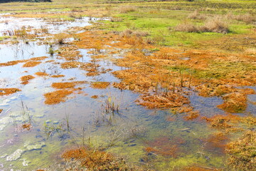 晩秋の青空を映す朝の水溜まりのある湿地風景