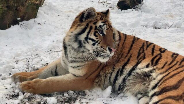 The Siberian or Amur tiger (Panthera tigris tigris or Panthera tigris altaica). This is a Symbol of 2022 and a popular zoo animal.The biggest cat in the world. Odessa zoo (Ukraine).