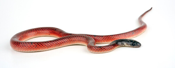 Dark-headed Red Falseboa, Neuwied's False Boa // Pseudoboa (Pseudoboa neuwiedii)