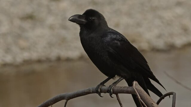 Close up of a large-billed crow cawing. 