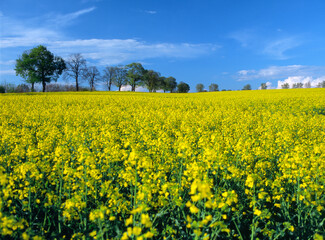 A field of yellow blooming rape