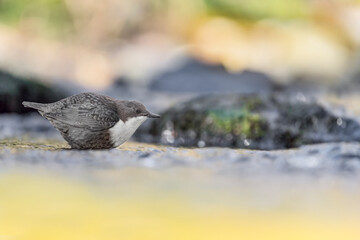 White throated dipper ready to hunt (Cinclus cinclus)