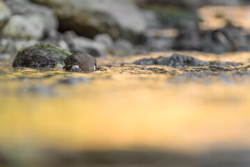 Time to dive, White throated dipper at hunt in the golden river (Cinclus cinclus)